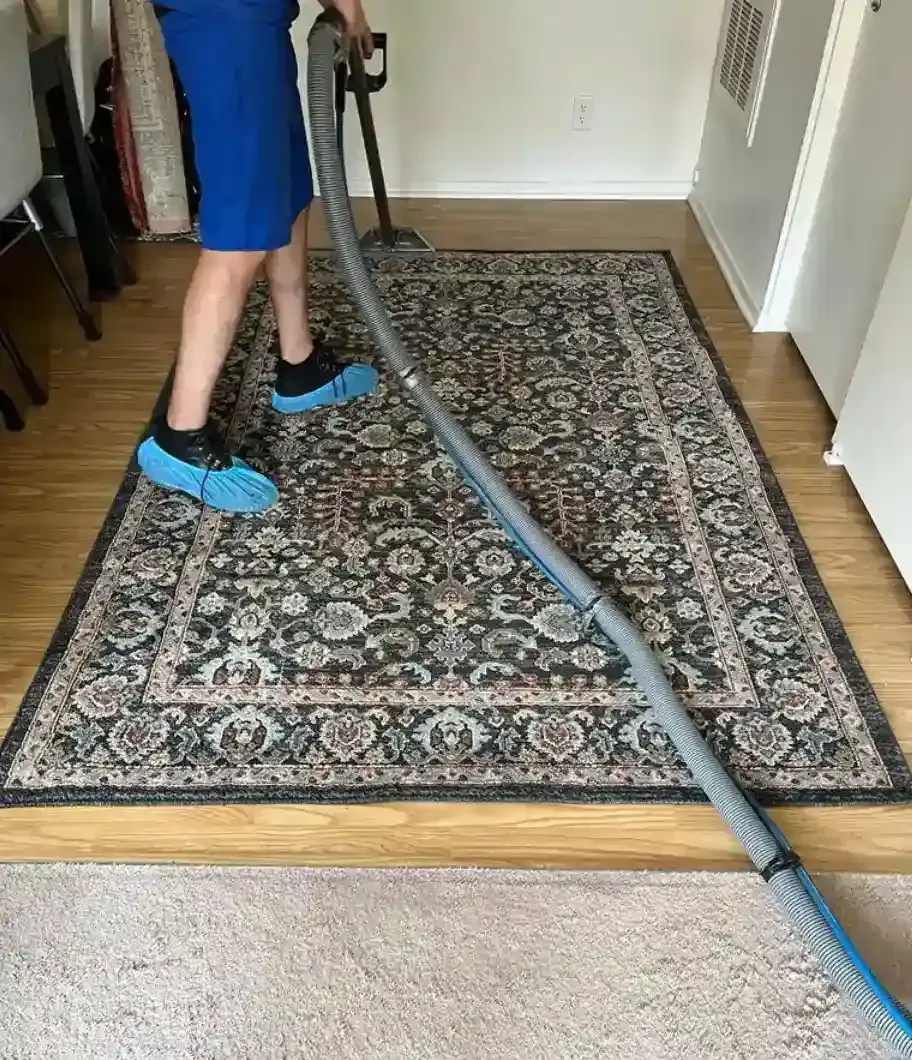 Person vacuuming an ornate area rug with blue shoe covers and a vacuum hose.