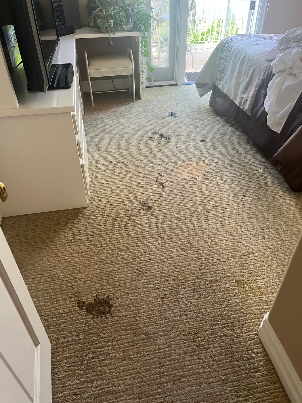 Carpet with pet stains beside the cleaned carpet before cleaning