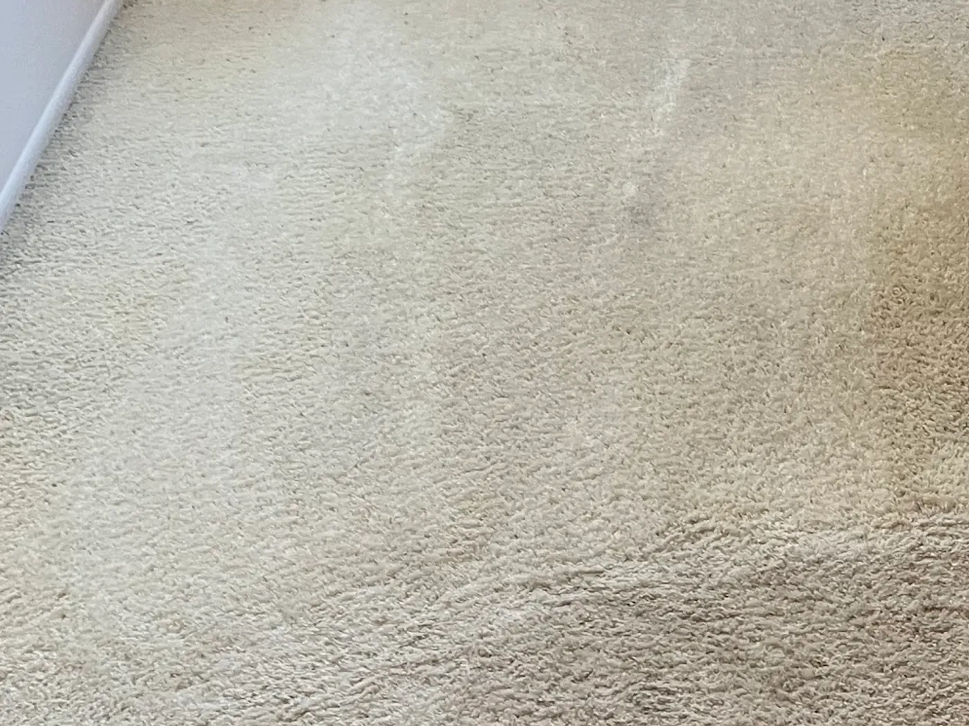 Home office carpet, traffic soil beside a cleaned pass after cleaning
