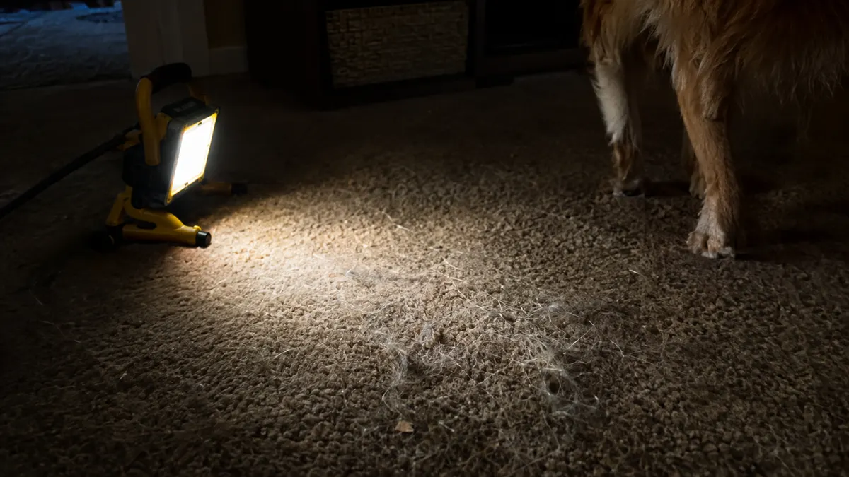 UV light showing a pet urine spot on carpet before treatment