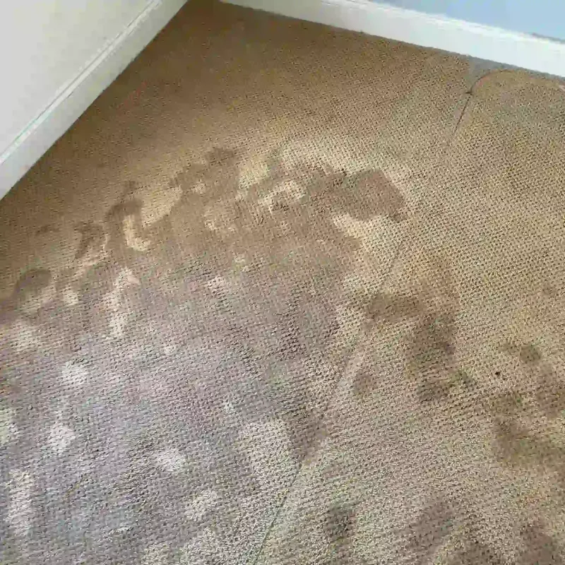 Stained carpet with dark patches indicating dirt or water damage.
