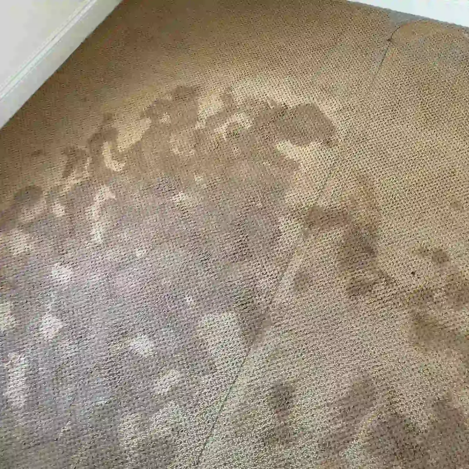 A carpet with water stains, indicating the need for professional cleaning.