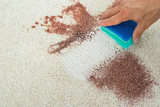 Hand cleaning a stain on a carpet with a sponge.