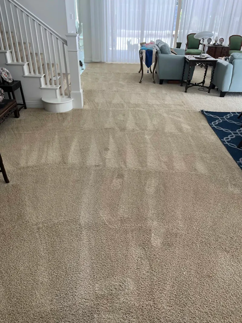 Cleaned carpet with visible lines from cleaning equipment in a living room.