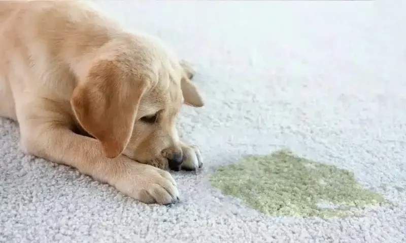 A sad-looking puppy lies on a carpet next to a green stain.