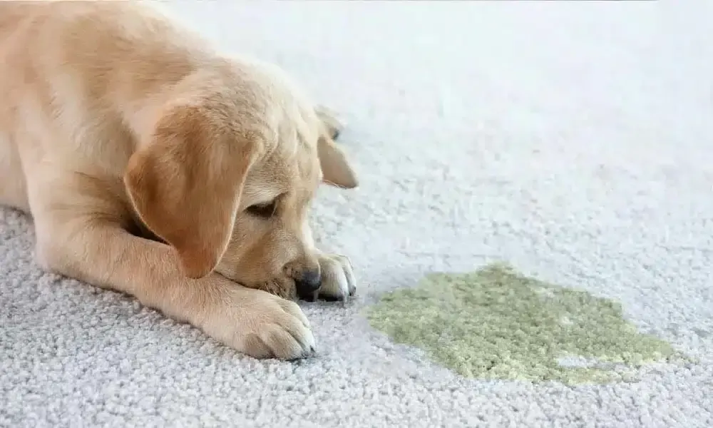 A sad puppy lies on a carpet next to a green stain.