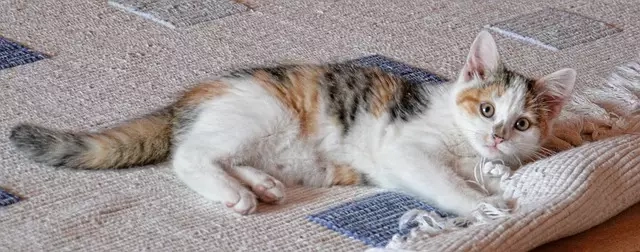 cat playing on a rug