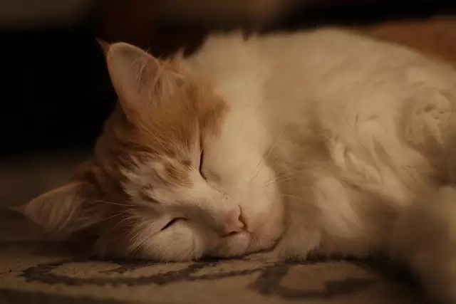 Pet-Safe Cleaning  for your rugs